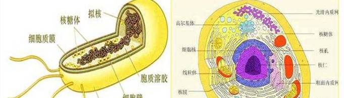 原核细胞和真核细胞的区别是什么？