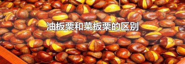 油板栗和菜板栗的区别