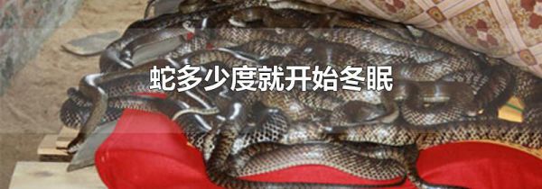蛇多少度就开始冬眠