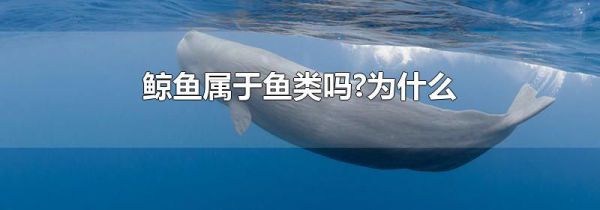 鲸鱼属于鱼类吗?为什么