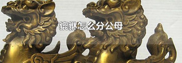 貔貅怎么分公母