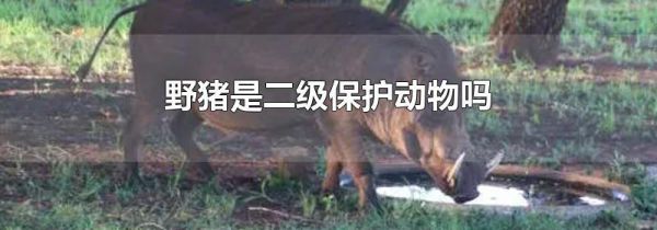 野猪是二级保护动物吗