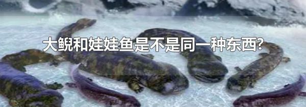 大鲵和娃娃鱼是不是同一种东西?