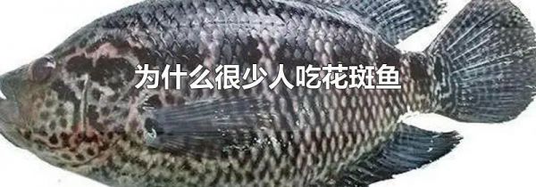 为什么很少人吃花斑鱼