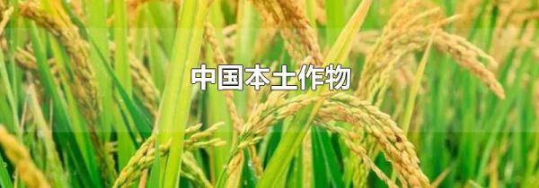中国本土作物