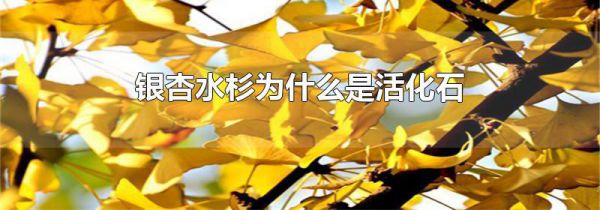 银杏水杉为什么是活化石