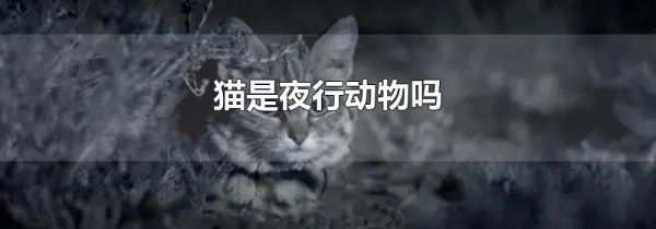 猫是夜行动物吗