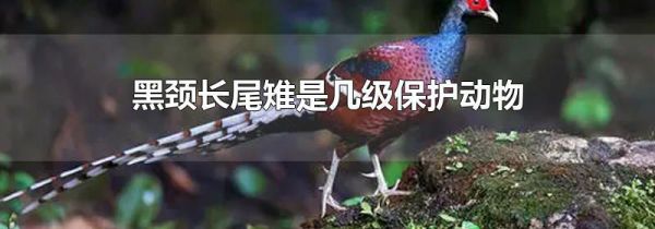 黑颈长尾雉是几级保护动物