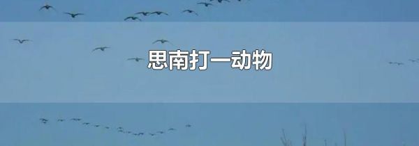 思南打一动物