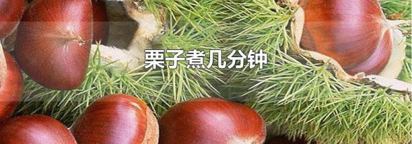 栗子煮几分钟