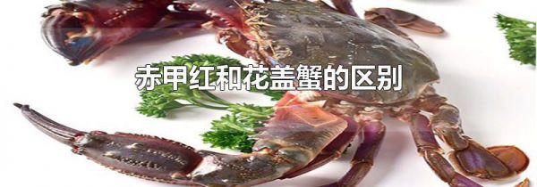 赤甲红和花盖蟹的区别
