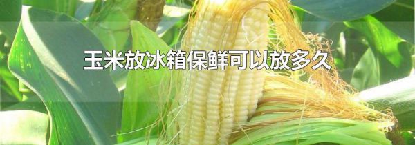 玉米放冰箱保鲜可以放多久