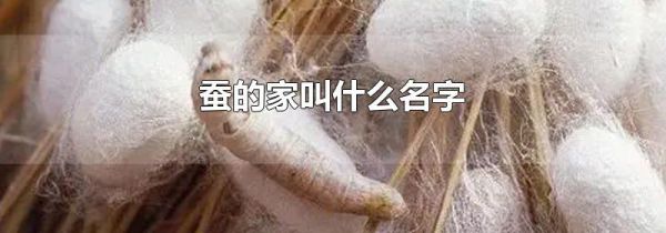 蚕的家叫什么名字