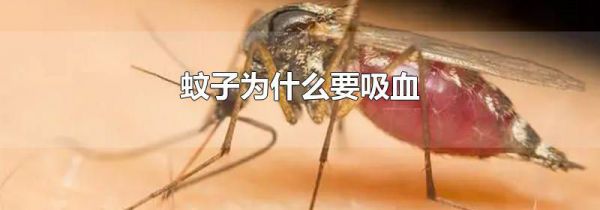 蚊子为什么要吸血
