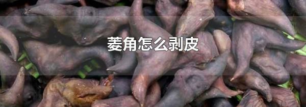 菱角怎么剥皮