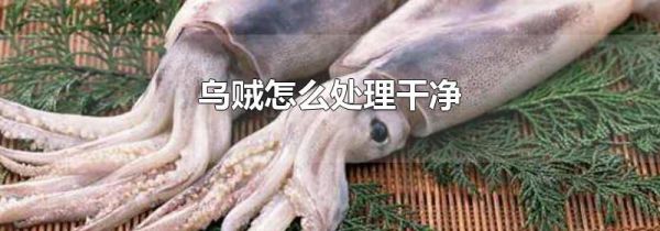 乌贼怎么处理干净