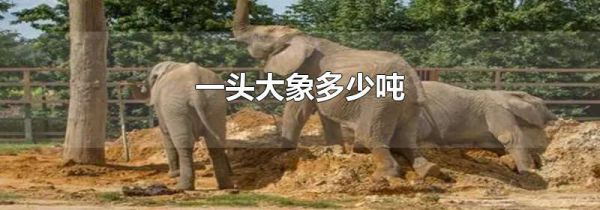 一头大象多少吨