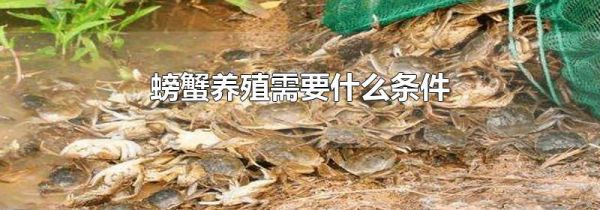 螃蟹养殖需要什么条件