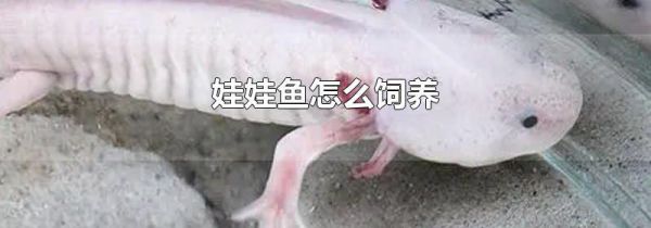 娃娃鱼怎么饲养