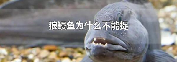 狼鳗鱼为什么不能捉