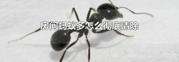 房间蚂蚁多怎么彻底清除