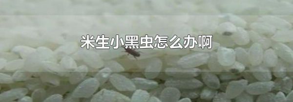 米生小黑虫怎么办啊