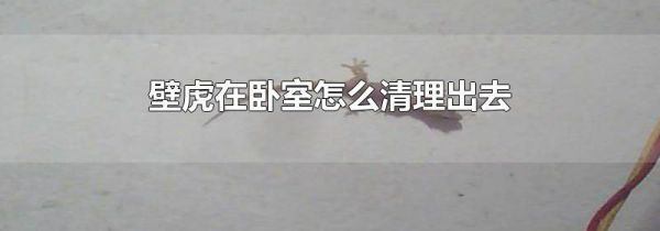 壁虎在卧室怎么清理出去