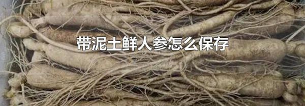 带泥土鲜人参怎么保存