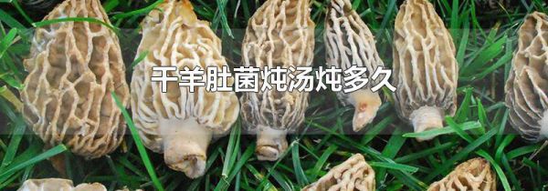 干羊肚菌炖汤炖多久