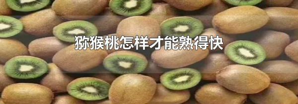 猕猴桃怎样才能熟得快