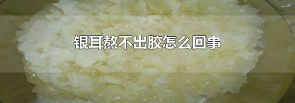 银耳熬不出胶怎么回事