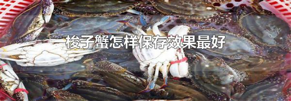 梭子蟹怎样保存效果最好