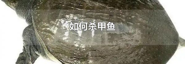 如何杀甲鱼