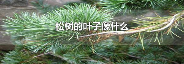 松树的叶子像什么