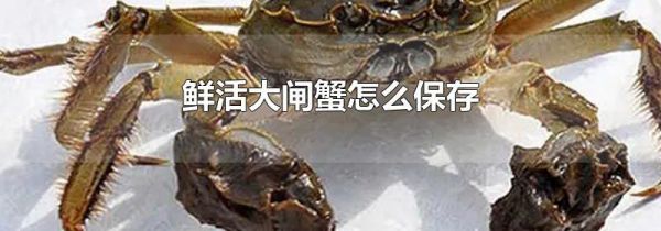 鲜活大闸蟹怎么保存
