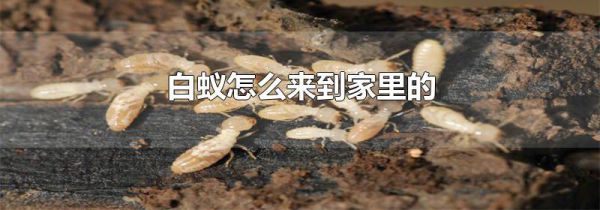 白蚁怎么来到家里的