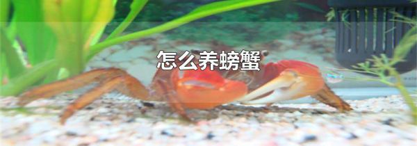 怎么养螃蟹