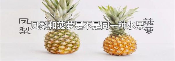 凤梨和菠萝是不是同一种水果