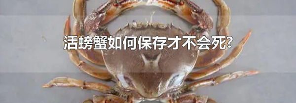 活螃蟹如何保存才不会死?