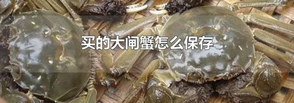 买的大闸蟹怎么保存