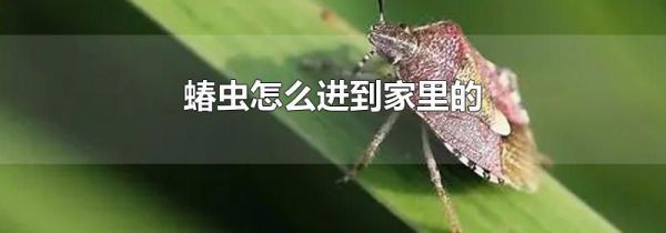 蝽虫怎么进到家里的