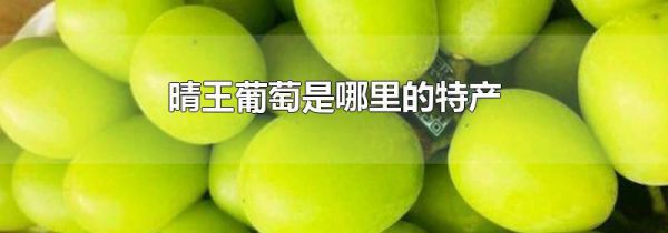 晴王葡萄是哪里的特产
