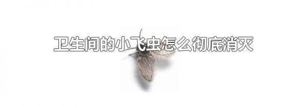卫生间的小飞虫怎么彻底消灭