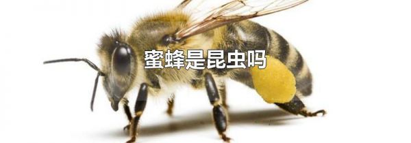 蜜蜂是昆虫吗