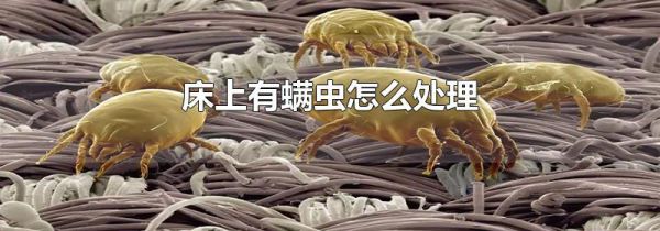 床上有螨虫怎么处理