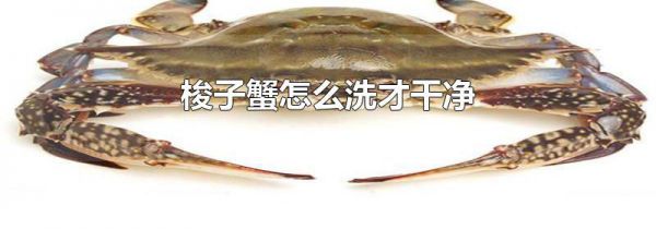 梭子蟹怎么洗才干净