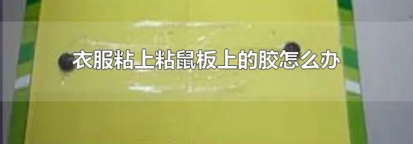 衣服粘上粘鼠板上的胶怎么办