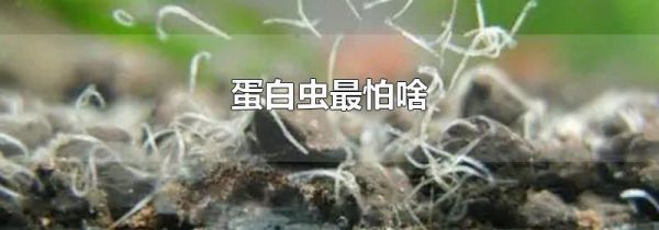 蛋白虫最怕啥