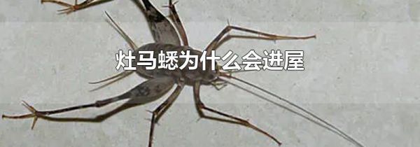 灶马蟋为什么会进屋