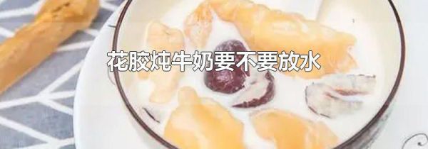 花胶炖牛奶要不要放水